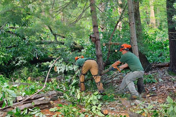 Tree Health Inspection in Spirit Lake, ID